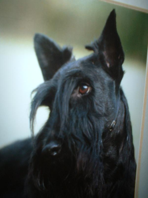 GLENBOIG Valentino Te Doctor | Scottish Terrier 