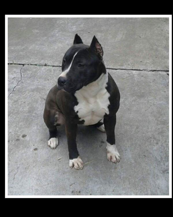 Alice in Wonderland | American Staffordshire Terrier 