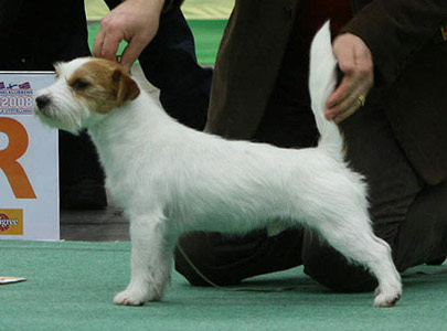 Toutchstone Jack London | Jack Russell Terrier 