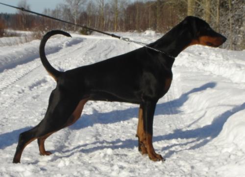 Bäbie's Garden Super Star | Black Doberman Pinscher