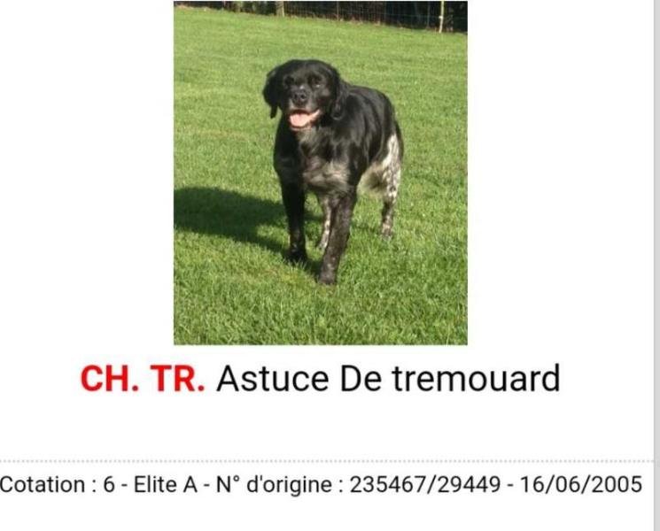 ASTUCE de Tremouard | Brittany 