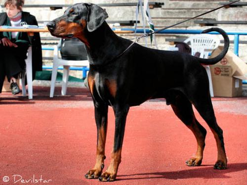 Bäbie's Garden Super Ego | Black Doberman Pinscher