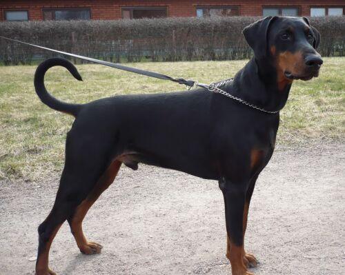 Bäbie's Garden Slightly Mad | Black Doberman Pinscher