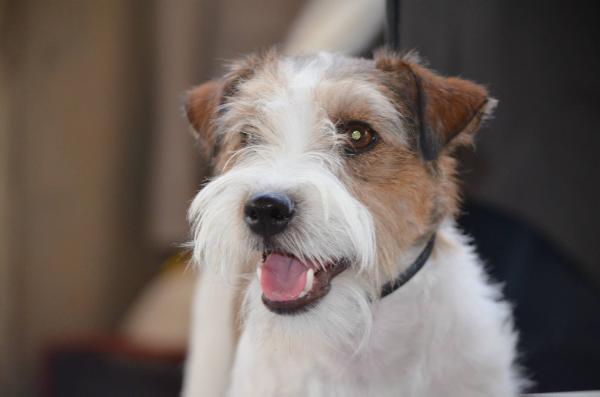 Shakira di villa andrei | Jack Russell Terrier 