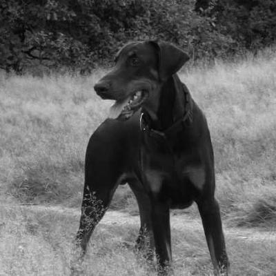 Russkaja Mechta Faraon Fant | Black Doberman Pinscher