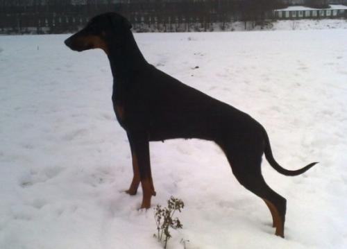 Russkaja Mechta Fortuna Frezka | Black Doberman Pinscher