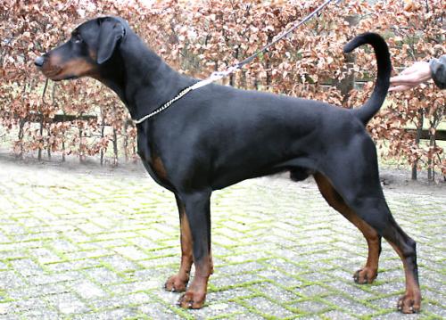 Russkaja Mechta Elbin Egor | Black Doberman Pinscher