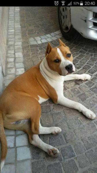 Frank's of ast bryan | American Staffordshire Terrier 