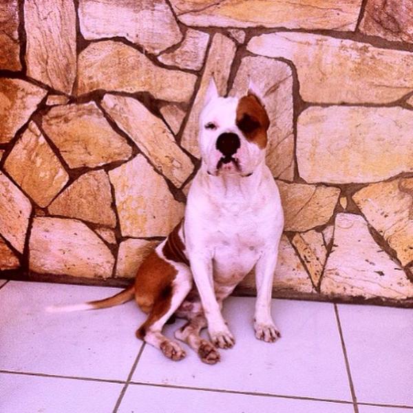 Wolverine of the carnaval american lopes | American Staffordshire Terrier 
