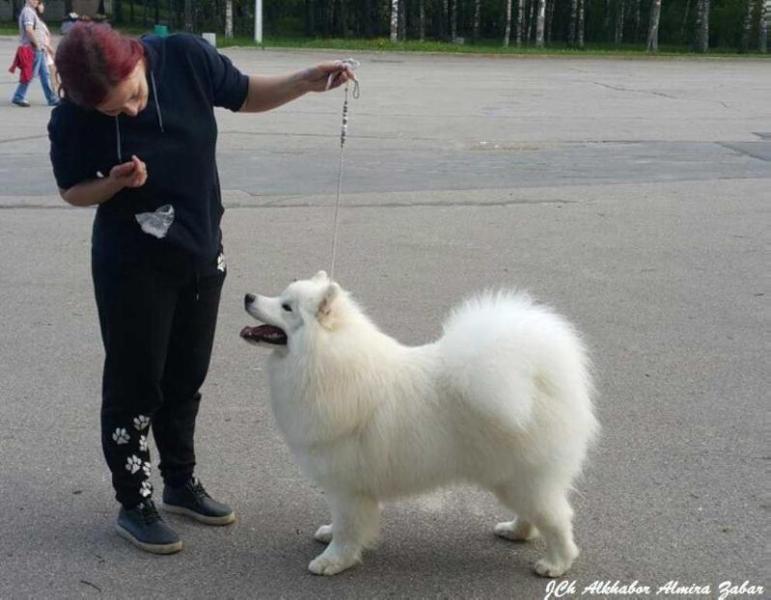 Alkhabor Almira Zabar | Samoyed 