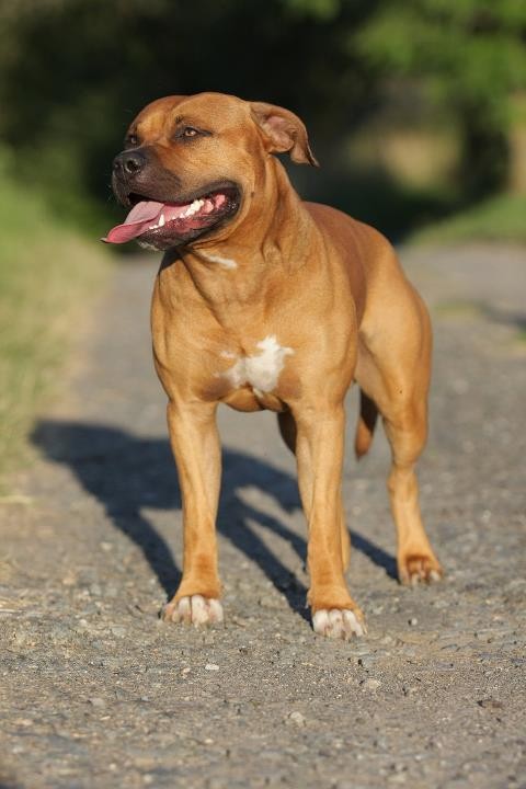 Brooklyn Best of Top Tamir | American Staffordshire Terrier 