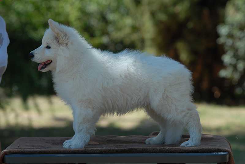 Lungoresina FRENESIA | White Swiss Shepherd Dog 