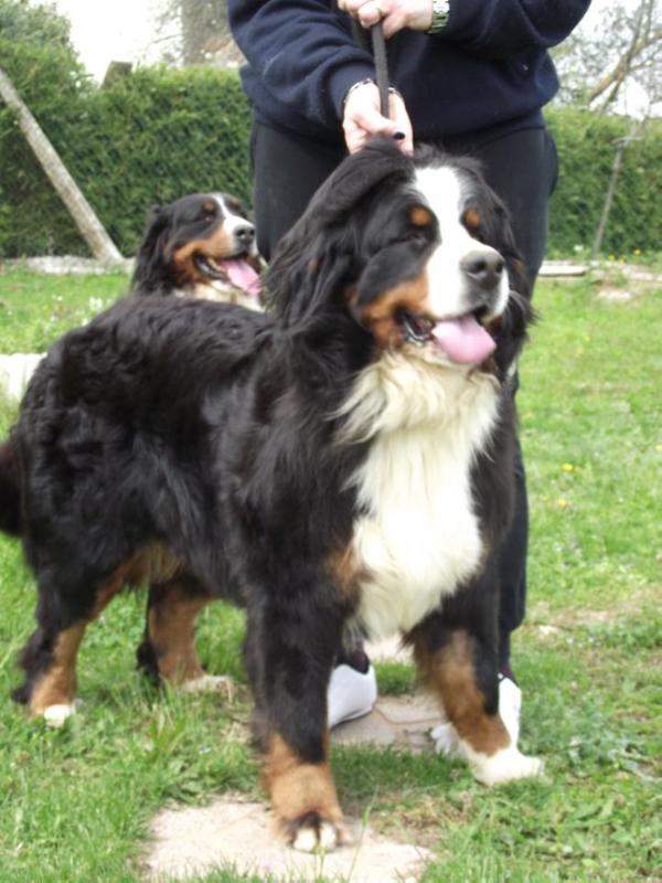 Holly dolly pamajo canis familiaris | Bernese Mountain Dog 