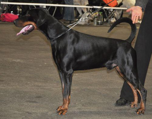 Russkaja Mechta Elbin Elisey | Black Doberman Pinscher