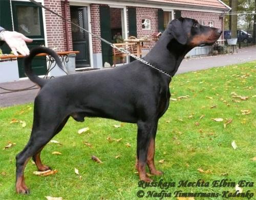 Russkaja Mechta Elbin Era | Black Doberman Pinscher