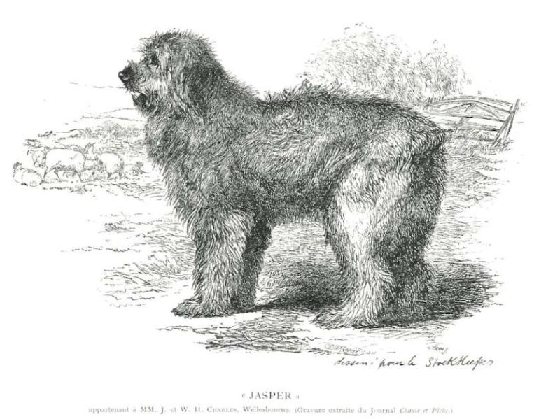 Jasper (c.1897) [W.H. Charles, Wellesbourne] | Old English Sheepdog 