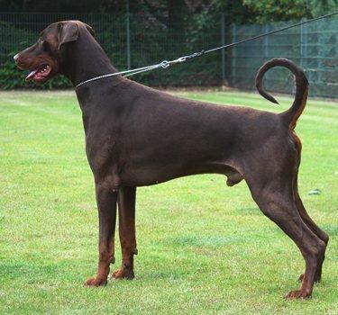 Emporo v. Avenida | Brown Doberman Pinscher