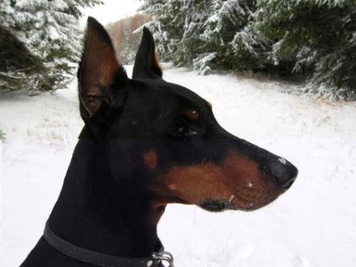 Argo v. Monte Christo | Black Doberman Pinscher