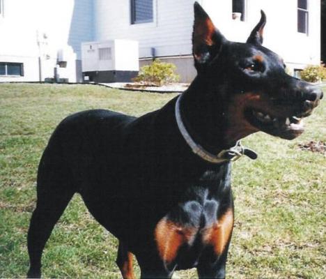 Anouk v. Monte Christo | Black Doberman Pinscher