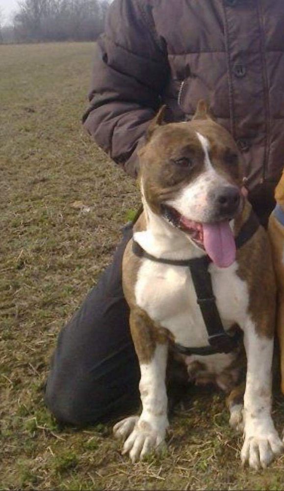 Anabelaa | American Staffordshire Terrier 