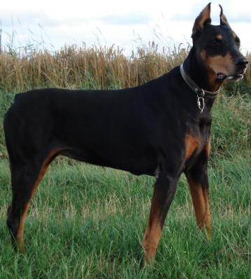 Ashanti v. Monte Christo | Black Doberman Pinscher