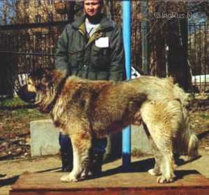 Azart Garmi | Caucasian Mountain Dog 