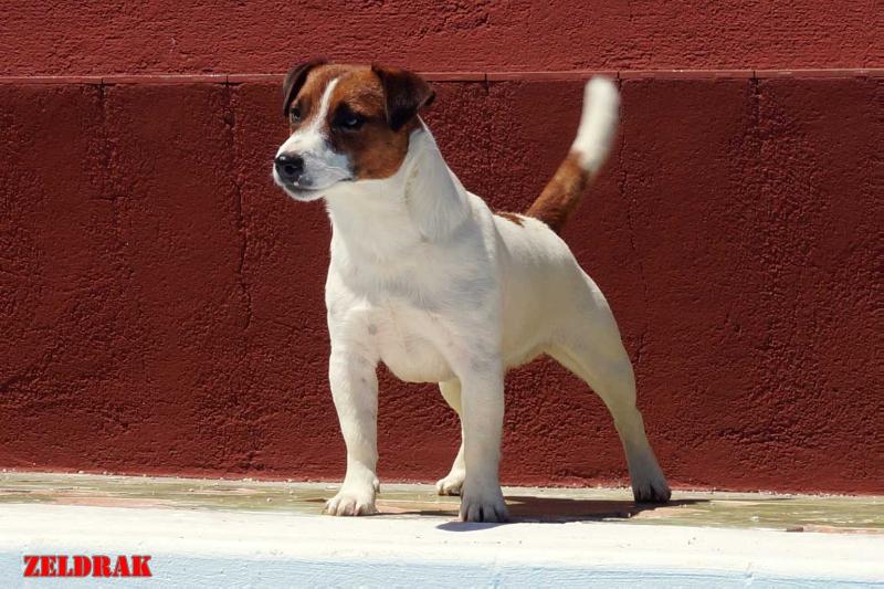 Up&amp;Down Illuminati G Petrus | Jack Russell Terrier 