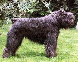 Mady de la thudinie | Bouvier des Flandres 