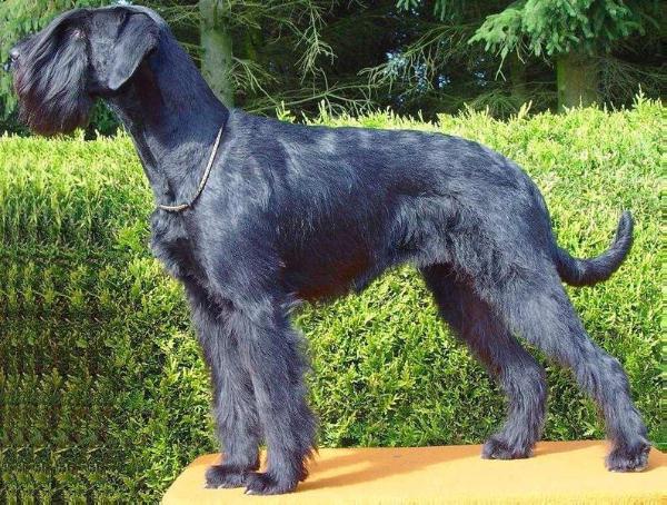 Elaine vom Hedberg | Giant Schnauzer 