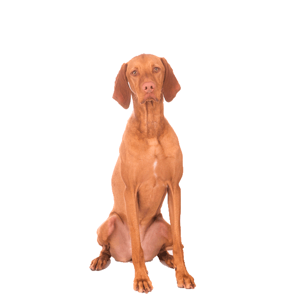 Vizsla