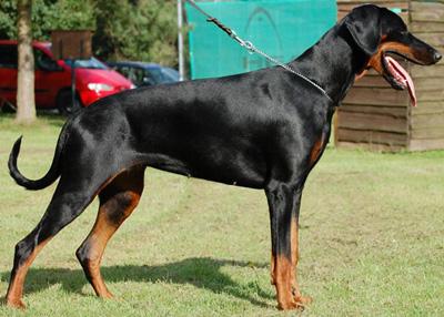 Cascaya v. Monte Christo | Black Doberman Pinscher