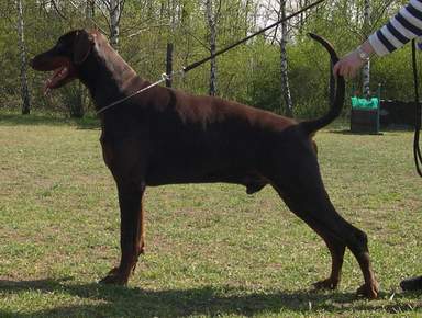 Cooper v.d. Rosenhöhe | Brown Doberman Pinscher