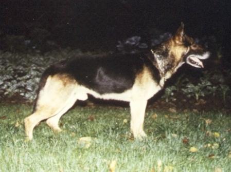 Drechsler vom Warnautal | German Shepherd Dog 