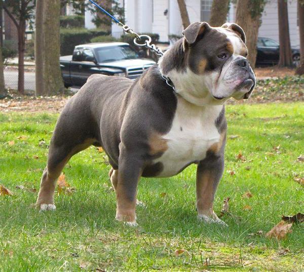 carrera's Teddy | Olde English Bulldogge 