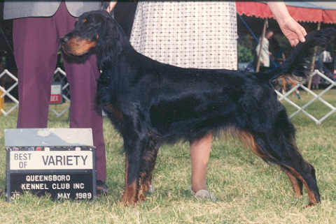 Tri-Sett Quest for Fire | Gordon Setter 