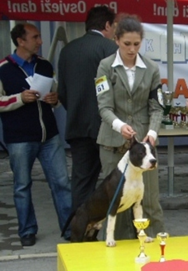Can of Doc. Kobac | American Staffordshire Terrier 