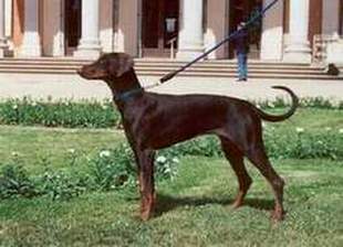 Ciara v.d. Rosenhöhe | Brown Doberman Pinscher