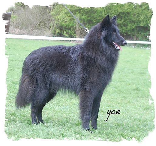 Eiko Balpoa | Belgian Groenendael 