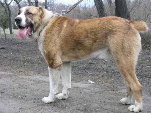 Sherhan Aksakkal ow. Furman | Central Asian Shepherd Dog 