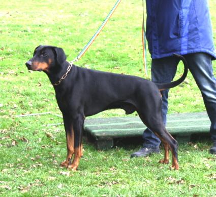 Dexter v. Maindreieck | Black Doberman Pinscher