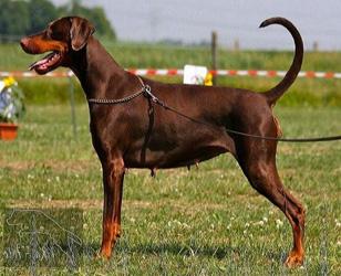 Georgina v. Bullerbü | Brown Doberman Pinscher