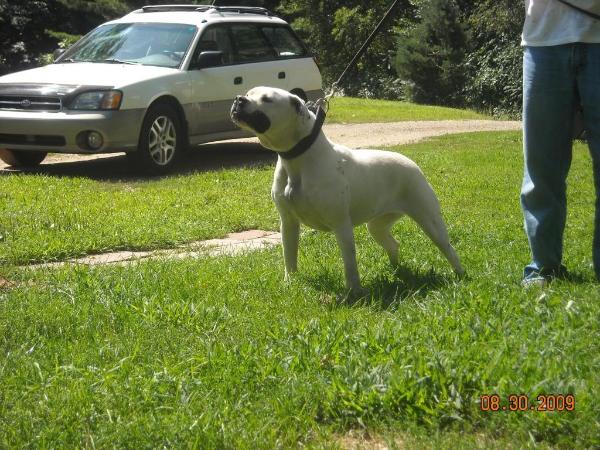 Skullsquisher | American Bulldog 