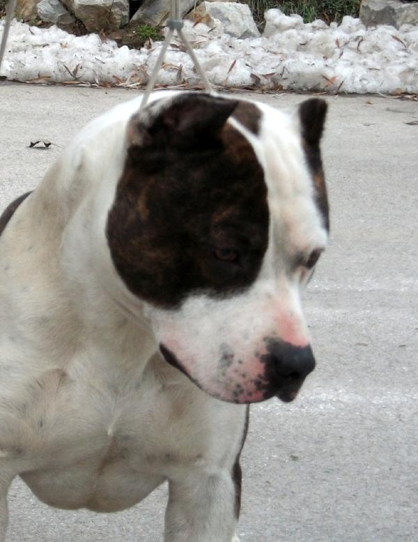 Serbian wizard mystic | American Staffordshire Terrier 