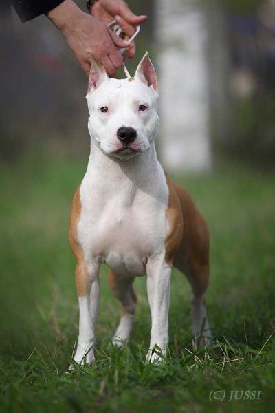 BARCELONA IZ DOMA LANKASTER | American Staffordshire Terrier 