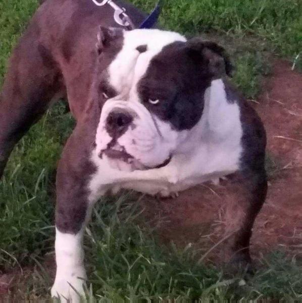 Muddy River's Bandit of BKK | Olde English Bulldogge 