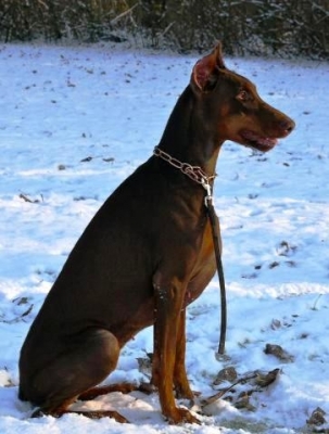 Bluesky v.d. Vier-Täler-Stadt | Brown Doberman Pinscher