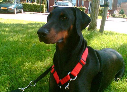 Gabriella v. Hunnoterra | Black Doberman Pinscher