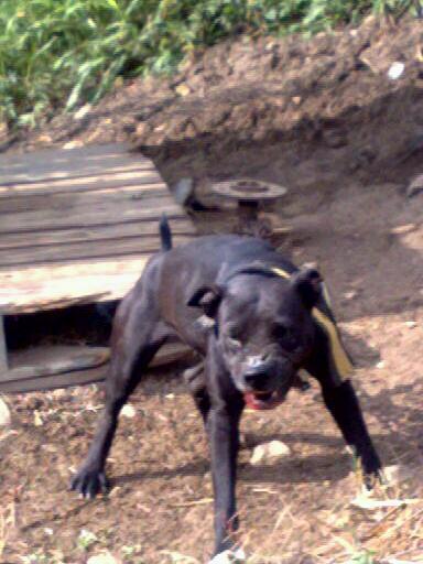 B18 la raya | American Pit Bull Terrier 