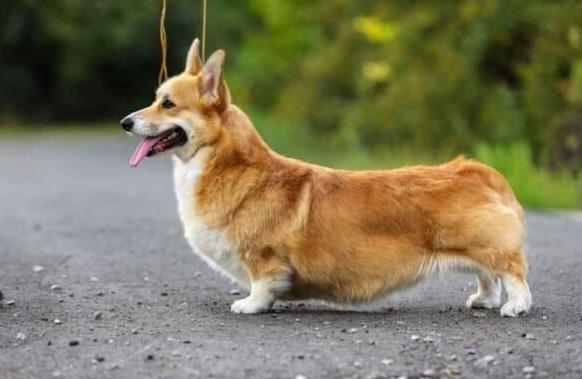 Izabella Forest Violet Kristall Bus?h | Pembroke Welsh Corgi 
