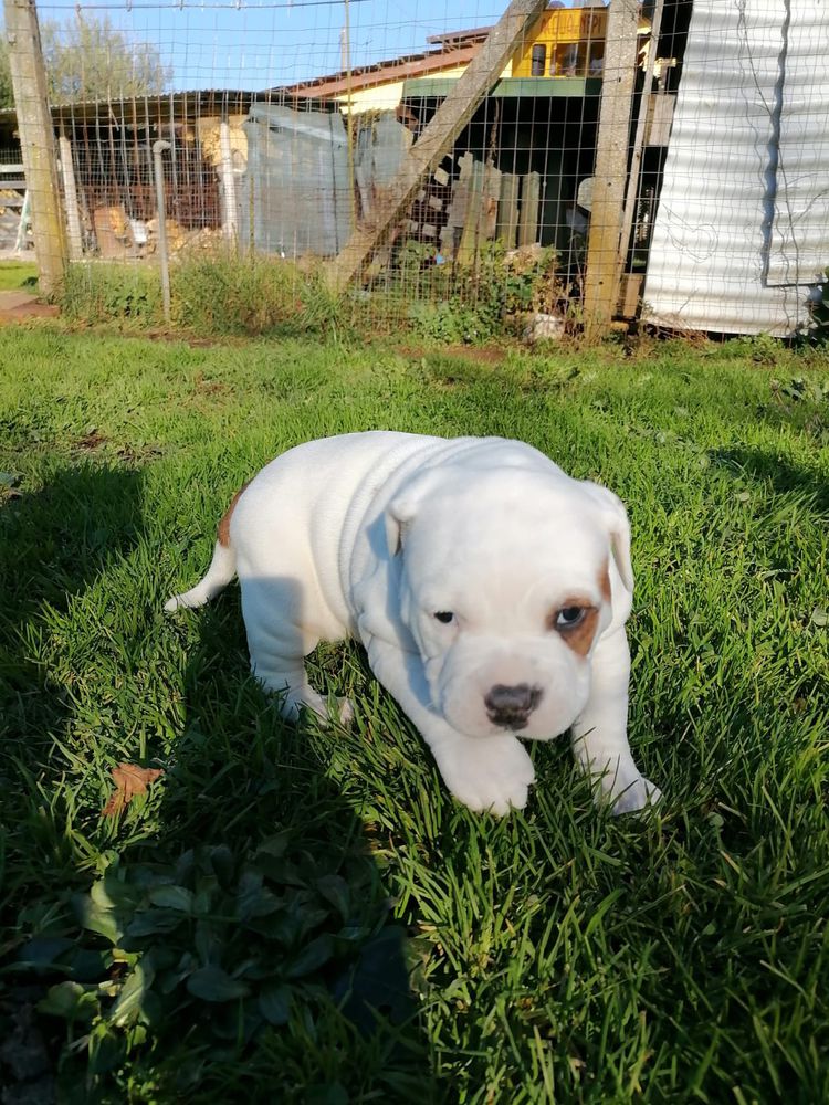 Danibull's Lexa | American Bulldog 